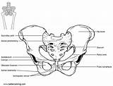Coloring Pages Anatomy Line Kids Printable sketch template