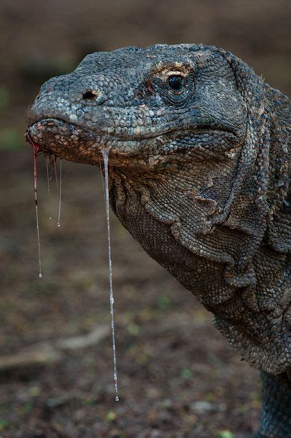 17 Best Images About Komodo Dragons On Pinterest Dental Hygiene