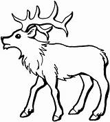 Elk Hirsch Elch Junger Bull Deer Ausmalbild Wapiti Venado Malvorlage Supercoloring Menta sketch template