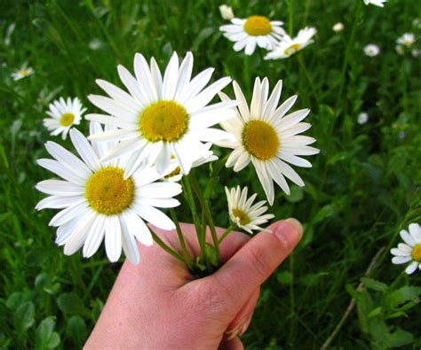 bunch  daisies  photo  freeimages