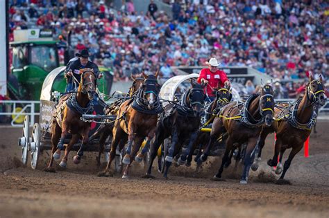 Is Calgary Stampede Really The ‘greatest Show On Earth