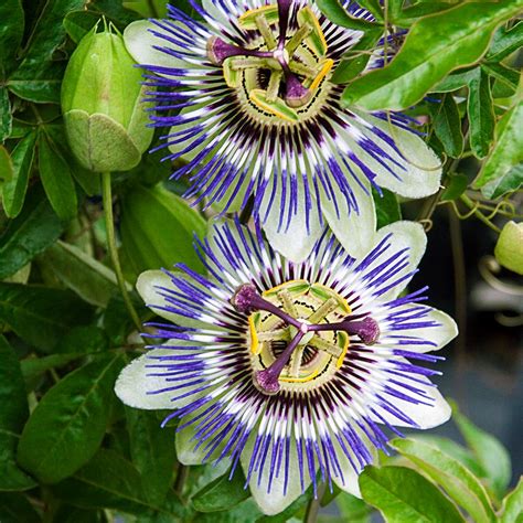 Spring Hill Nurseries 4 In Pot Blue Passion Flower