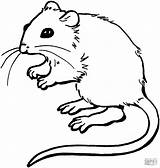 Mysz Maus Ausmalbild Mice Colorir Ausmalbilder Topi Ratinho Tiere Topo Coloringbay Pagine Malvorlage Supercoloring Rato Stampabili Kolorowanka Imprimir Frederick Lesemaus sketch template