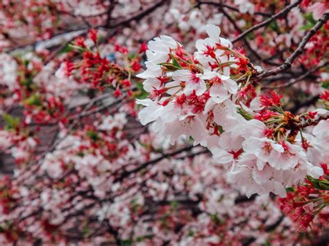 planning  cherry blossom japan adventure  beautiful viewing spots