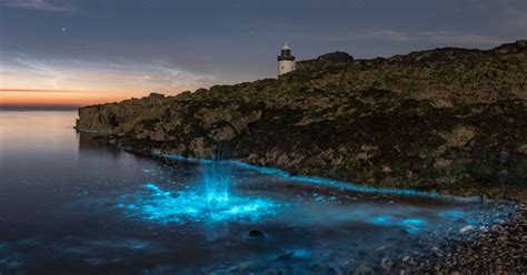 bioluminescent plankton turns irish sea fluorescent blue metro news