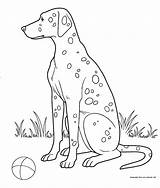 Dalmatian Dog Coloring Dogs Animals sketch template