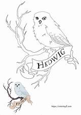 Potter Hedwig Chouette Hedwige Coloring1 sketch template