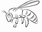 Bee sketch template