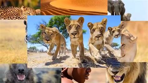 dumpertnl alternatief leeuwen fotograferen