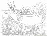 Deer Coloring Buck Fighting Template Pages Templates Sketch sketch template