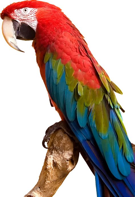 colorful parrot parrot image parrot colorful parrots