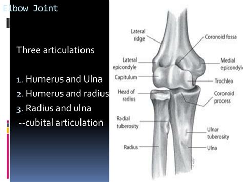 elbow joint powerpoint    id