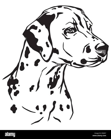 decorative outline portrait  dog dalmatian  profile vector