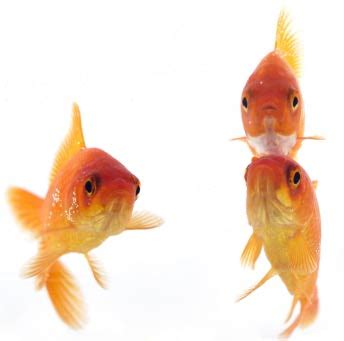 beacon experiment busts goldfish memory myth neatorama