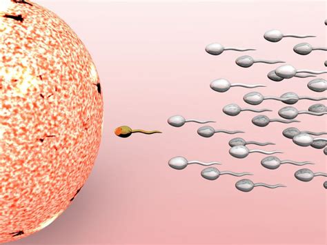 No Sex Required Body Cells Transfer Genetic Info Directly Into Sperm