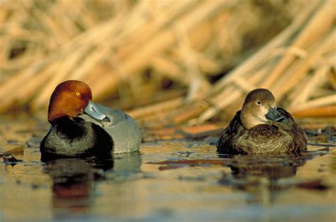 redhead — ducks unlimited canada