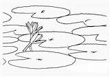 Lily Pad Draw Coloring Water Flower Lotus Closes Goes Under Size Colorluna sketch template
