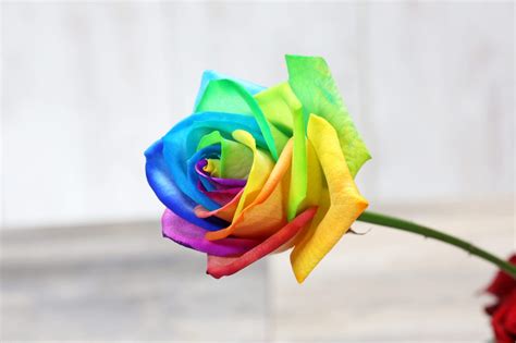 Tesco Launches ‘rainbow Roses’ To Celebrate Equality Shelflife Magazine