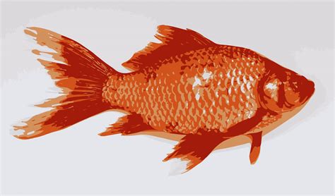 illustration   fish pixahive