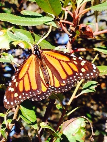 berkeley butterfly blog monarchs overwintering