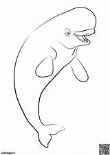 Beluga Dory Colorings Consent sketch template