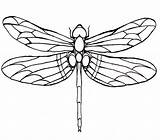 Dragonfly Winged Libellule Clipartmag sketch template