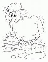 Sheep Coloring Baa Library Clipart Pages Colouring sketch template