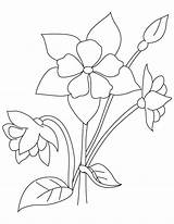 Columbine Coloring Perennial Flower Drawing Getdrawings sketch template