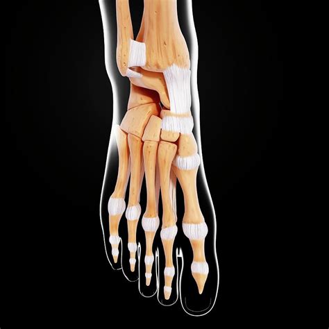 human foot bones photograph  pixologicstudioscience photo library