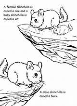 Coloring Print Chinchilla Pages Activities Template sketch template