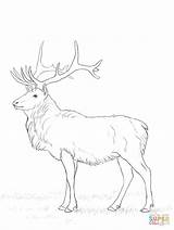 Deer Buck Cervo Hirsch Ausmalen Stag Kolorowanki Sarna Druku Kolorowanka Hirsche Bilder Jelen Reindeer Deers sketch template