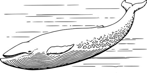 blue whale coloring page  kids netart