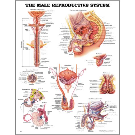 anatomy chart the male reproductive system health edco