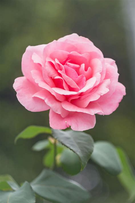 pink rose  stock photo