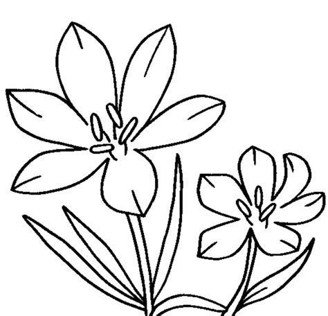 jasmine flower drawing  paintingvalleycom explore collection