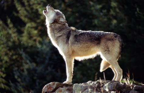 wolves dead  wolf hunting season wraps  wisconsin examiner