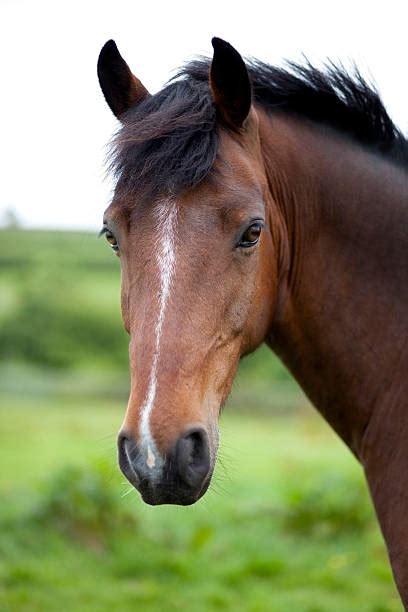 horse face pictures images  stock  istock