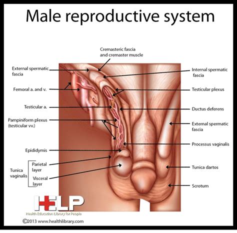 32 Best Images About Male Reproductive System On Pinterest
