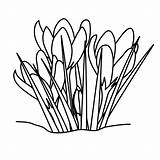 Grass Clipart Pencil Drawing Line Color Wikiclipart sketch template