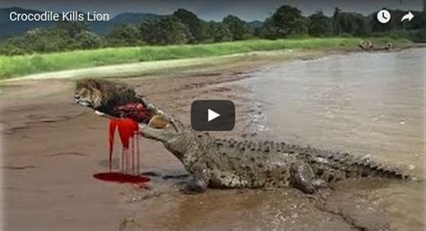 crocodile kills lion