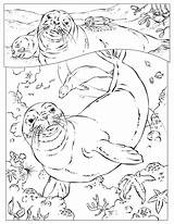 Coloring Pages Ocean Seal Animals Harp National Geographic Monk Kids Animal Sea Hawaiian Seals Printable Malvorlage Color Colouring Zum Books sketch template