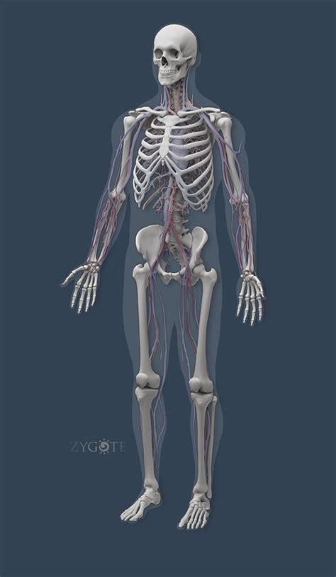 Zygote Solid 3d Male Model Medically Accurate Anatomy Human Cad