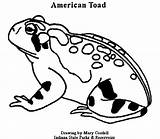 Coloring Toad Pages Belly Fire American Animals Government Dnr Sheet Designlooter Color Getcolorings sketch template