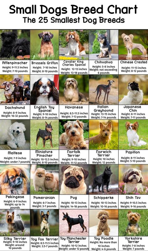 small dogs breed chart  heights  weights patchpuppycom