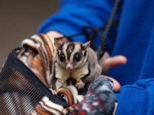 sugar glider cages reviews guide