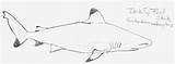 Shark Reef Tip Drawing Drawings Deviantart sketch template