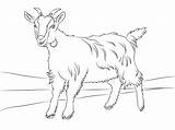 Goat Coloring Pages Cute Goats Printable Billy Kids Drawing Color Animals Animal Crafts Para Colorear Clipart Pintar Farm Chivos Cartoon sketch template