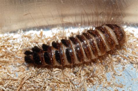 bugs  mackie carpet beetle larva dermestidae