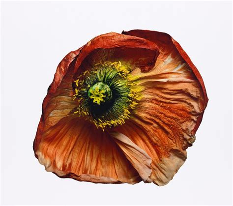 The Verdant Legacy Of Irving Penn S Flowers Another