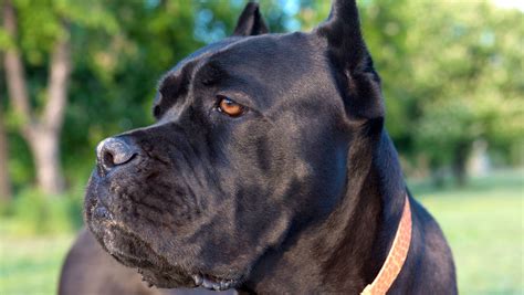 cane corso   searched  dog breed  delaware study finds